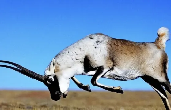 【贈送氧氣】可可西里【生命樹拍攝地】崑崙神泉昆崙山口+玉珠峰