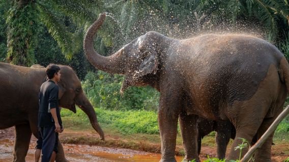 [Krabi|Tour trong ngày tại trại voi: Lớp học thiên nhiên - Tương tác gần gũi với voi|Cho ăn tương tác/ Spa bùn|Đưa đón khách sạn