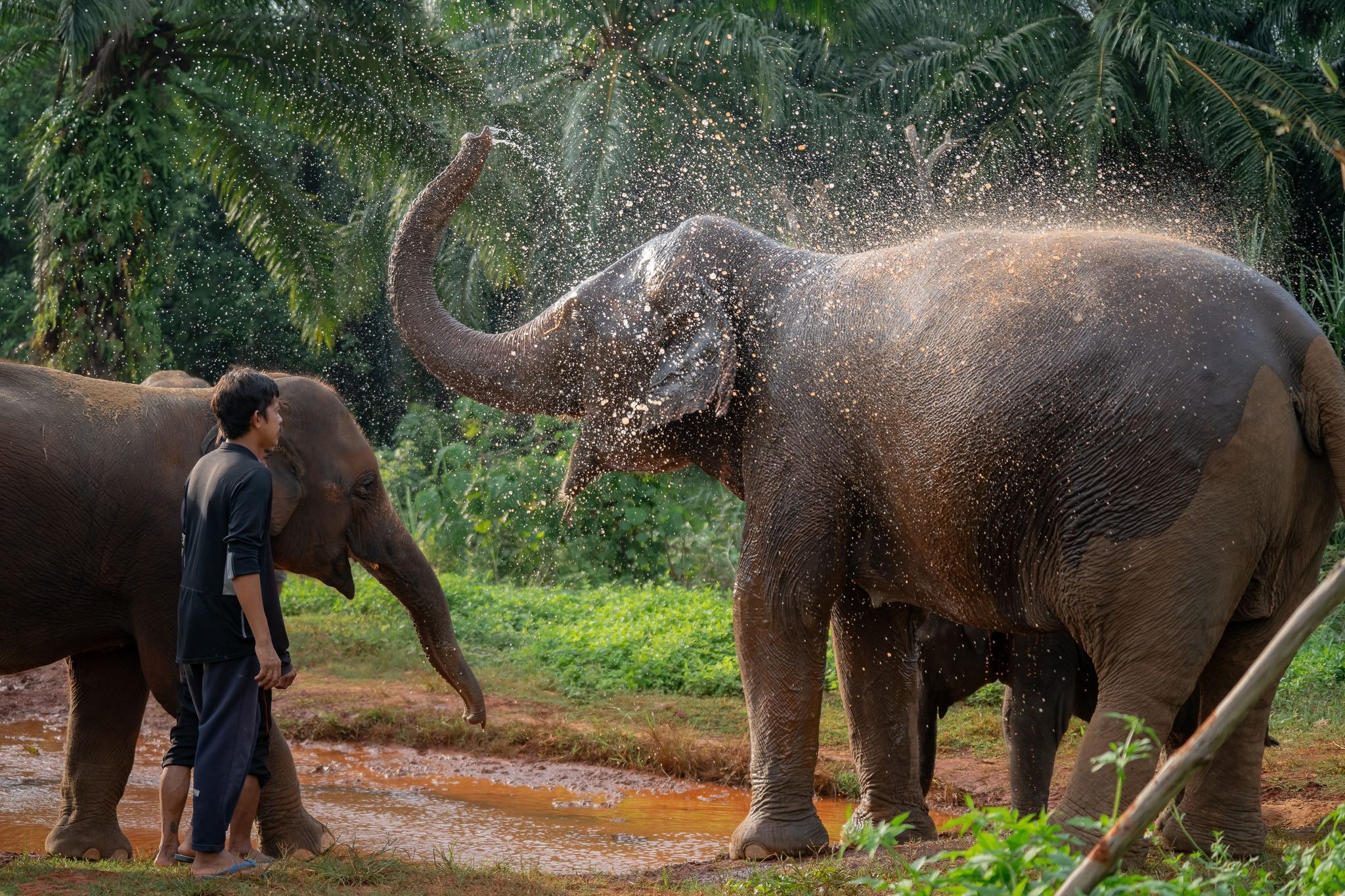 [Krabi|Tour giornaliero all'elefante: lezione nella natura e interazione ravvicinata con gli elefanti|Interazione con il cibo / SPA di fango|Trasferimento dall'hotel