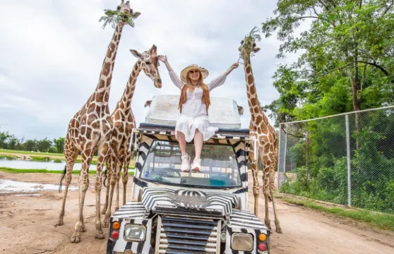 泰國北碧府野生動物園Trip Moments【長頸鹿拍照-北碧府野生動物園【補差連結-不可單獨購買】】