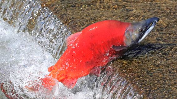 Vancouver, Canada Harrison Hot Springs, Fort Langley Historic Town, and Weihua Creek Salmon one-day tour