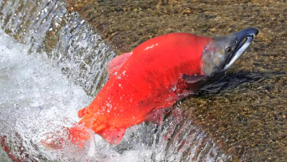 캐나다 밴쿠버 해리슨 온천, 포트 랭글리 역사 마을, 웨이화 크릭 연어 일일 투어