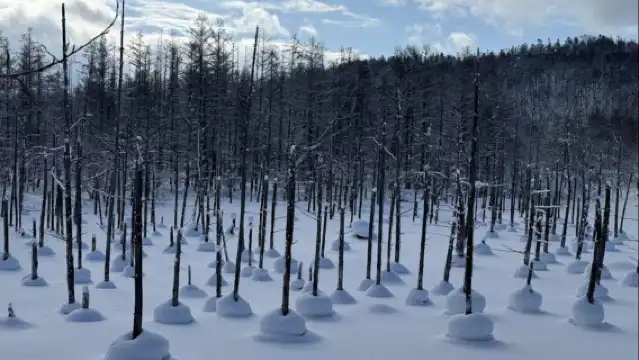 日本北海道札幌-神居古潭-旭川市旭山動物園【中文專車-悅享旅途】