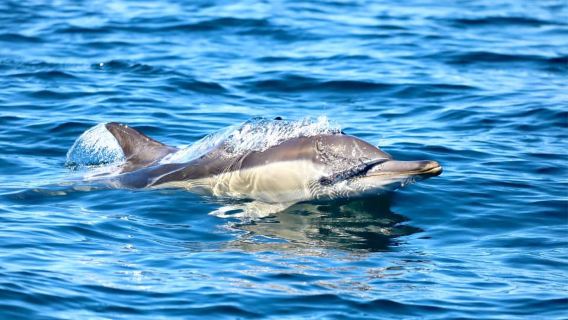 Tour costiero in barca dal lago Macquarie