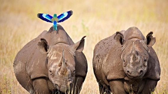 Von Nairobi aus: 2 Tage/1 Nacht Safari zum Ol Pejeta Naturschutzgebiet