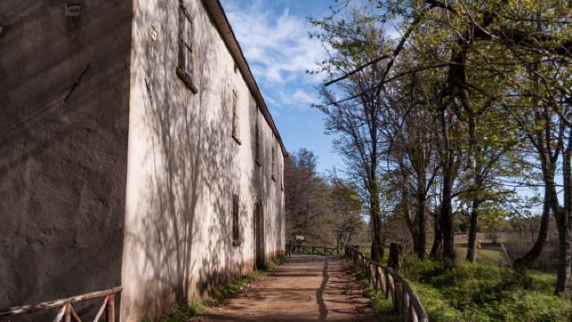 Cosenza: Giganti della Sila