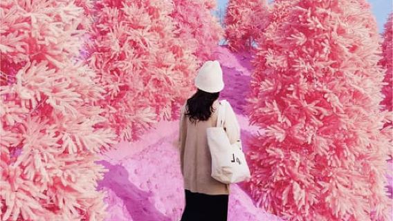 Seúl: Recorrido invernal de un día en Pocheon (+recolección de fresas)