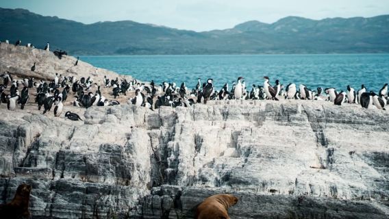 Crociera in catamarano nello Stretto di Beagle a Ushuaia, Argentina - Isola dei Leoni Marini/Faro alla Fine del Mondo