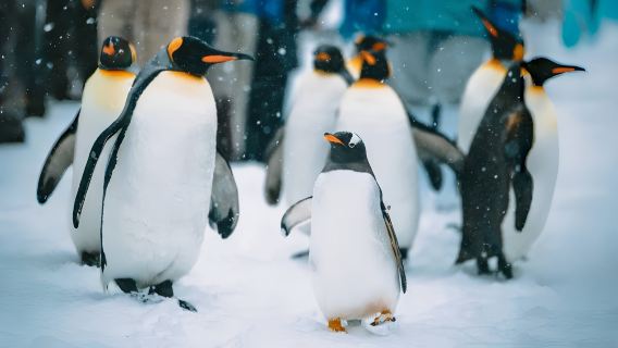 北海道一日遊｜【旭川動物園+美瑛青池+白鬚瀑布+四季彩之丘】