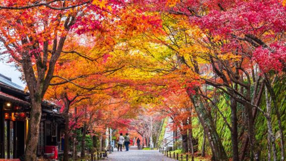 Kyoto| Tour guide |Maple Leaf Bunch|Kifune Shrine and Sanzen-in Temple 1-day tour