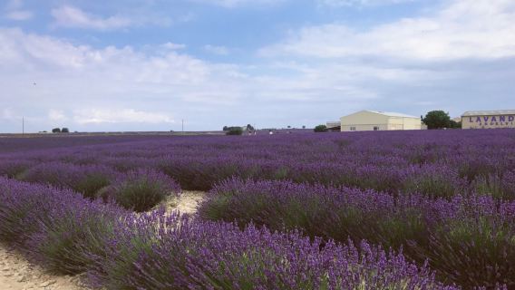 法國馬賽+陶瓷小鎮+聖十字湖+瓦倫索勒薰衣草花海包車一日遊