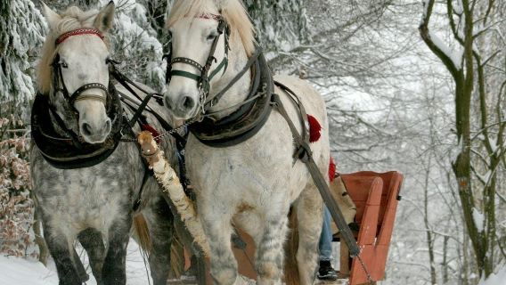Zakopane & sleeën met kampvuur: privétour vanuit Krakau