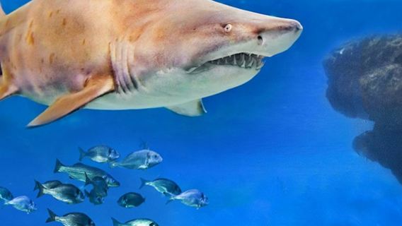 Palma Aquarium: Entrance + Diving with Sharks