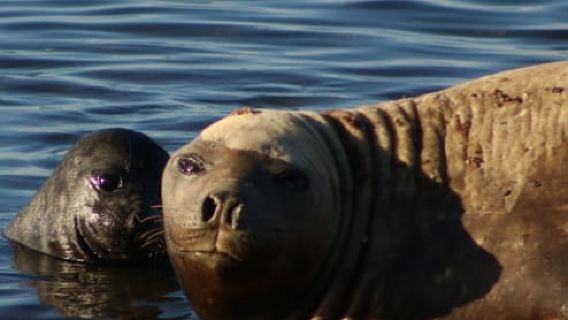Valdés Peninsula Tour for cruise passengers