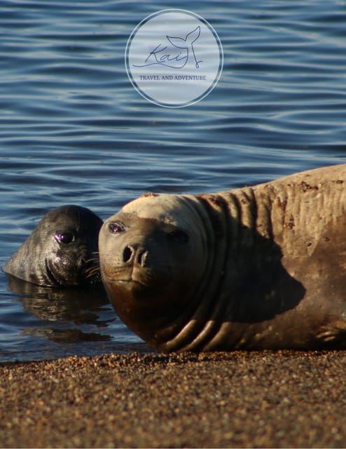 Valdés Peninsula Small Group Shore Tour for Cruise Passengers