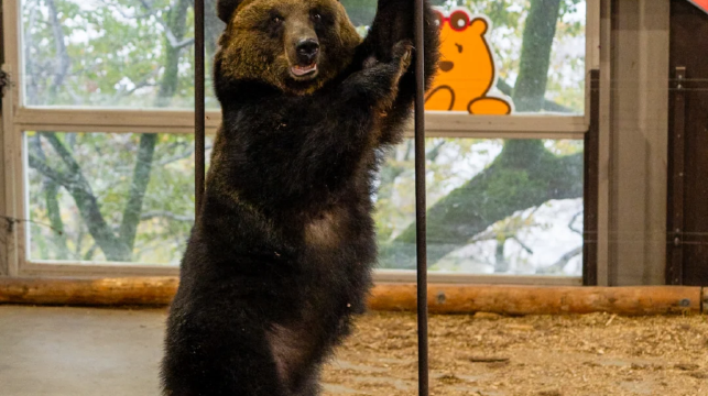 【可選贈接送·熱銷】北海道登別洞爺湖一日遊+昭和新山+登別地獄谷