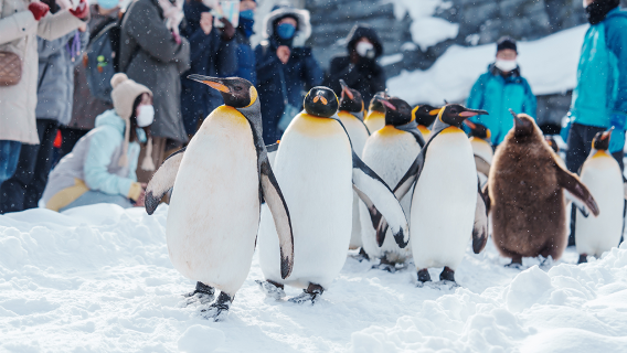 ทัวร์ 1 วัน สวนสัตว์อาซาฮิยามะ + น้ําตกชิราฮิเกะ + ต้นคริสต์มาส + นิงเกิ้ลเทอร์เรซ กลุ่มเล็ก 9 ท่าน