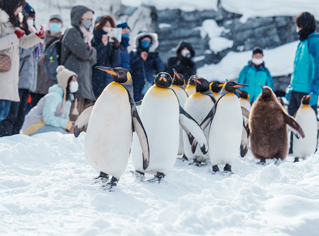9인 소규모 단체 아사히야마 동물원 + 흰수염 폭포 + 크리스마스 트리 + 닝구르 테라스 일일 투어