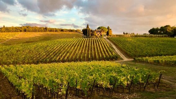 Dégustation de vins Casa Emma