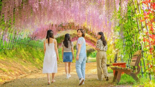 Northern Kyushu Wisteria Festival | 1-day tour to Kawachi Fujien: Moji Port, Kokura Castle, Karato Fish Market