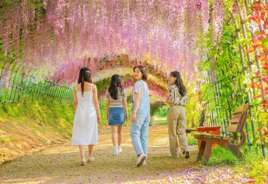 Northern Kyushu Wisteria Festival | 1-day tour to Kawachi Fujien: Moji Port, Kokura Castle, Karato Fish Market