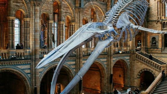 Museo de Historia Natural de Londres: App de audioguía