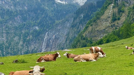 From Munich: Konigssee + Magic Forest + Ramsau town (optional sightseeing cruise ticket)