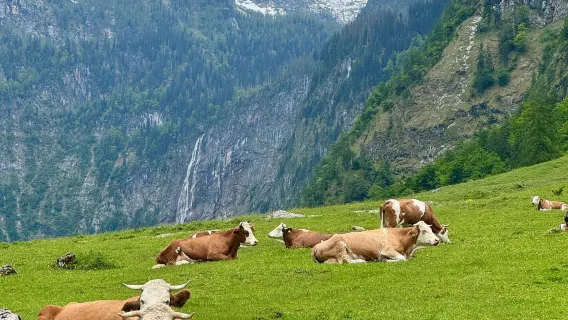 From Munich: Konigssee + Magic Forest + Ramsau town (optional sightseeing cruise ticket)