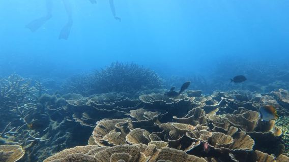 DAR ES-SALAM: TOUR DE SNORKEL EN LA ISLA MBUDYA Y AMBIENTE PLAYERO