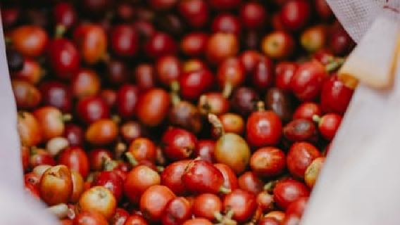 Mauritius: Chamarel Coffee Plantation Guided Tour