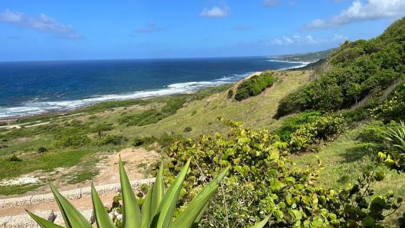 Barbados Highlights & Rum Tour