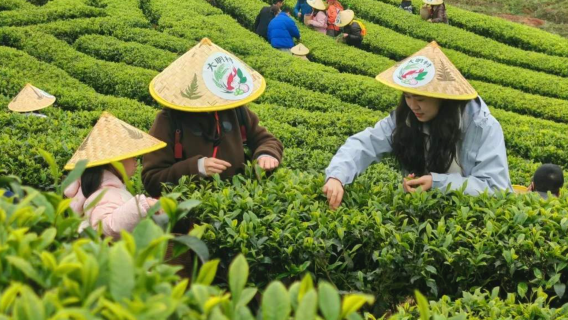 雲南大理：蒼山採茶製茶非遺研學體驗/壓茶餅體驗