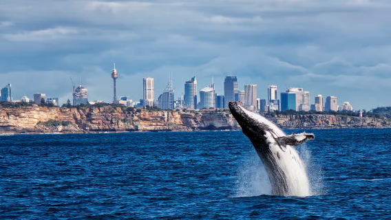 Crucero para avistamiento de ballenas en Sídney (incluye desayuno o almuerzo)