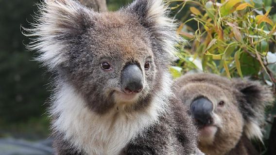 KurandaTours