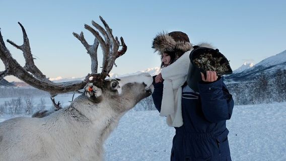 Reindeer feeding & Saami Culture