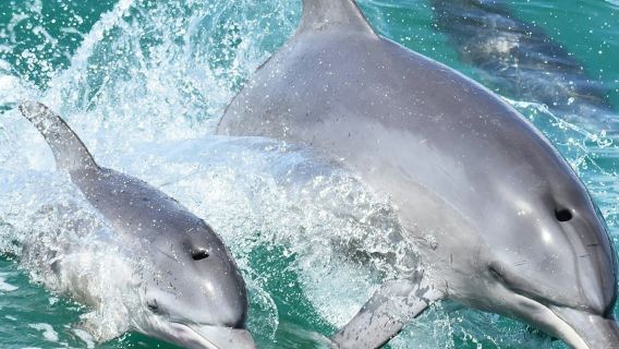 Mandurah: Dolphin Cruise and Views