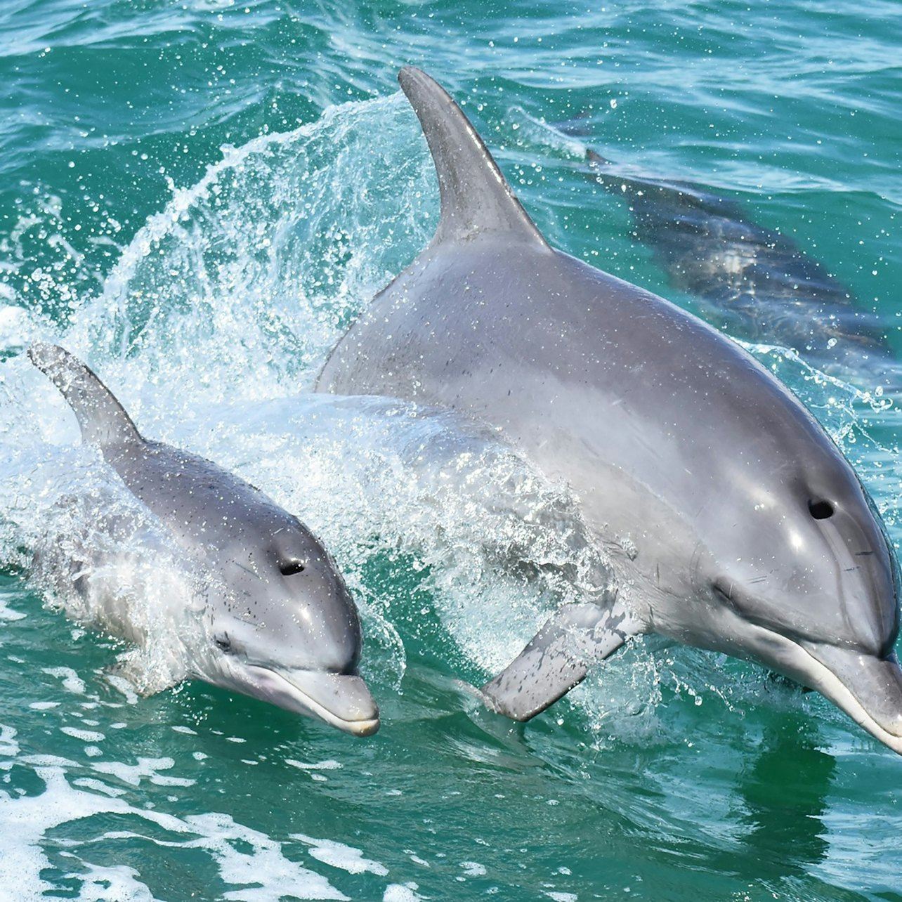 Mandurah: Crucero y avistamiento de delfines