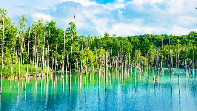 Hokkaido, Japan, Asahiyama Zoo, and Biei Blue Pond Forest Fairy Terrace one-day tour