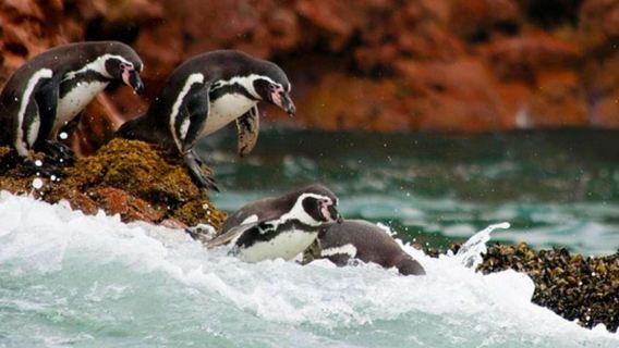 Lima: 1-Day Ballestas y Huacachina Oasis with Wine & Dunes
