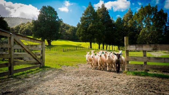 Auckland: attrazioni della città e tosatura delle pecore con pranzo