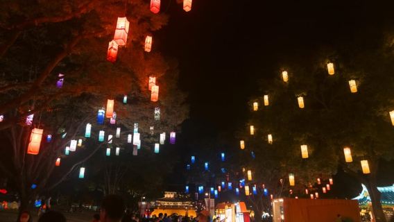 Busan: Autumn Jinju Namgang Lantern Festival & Pink Muhly