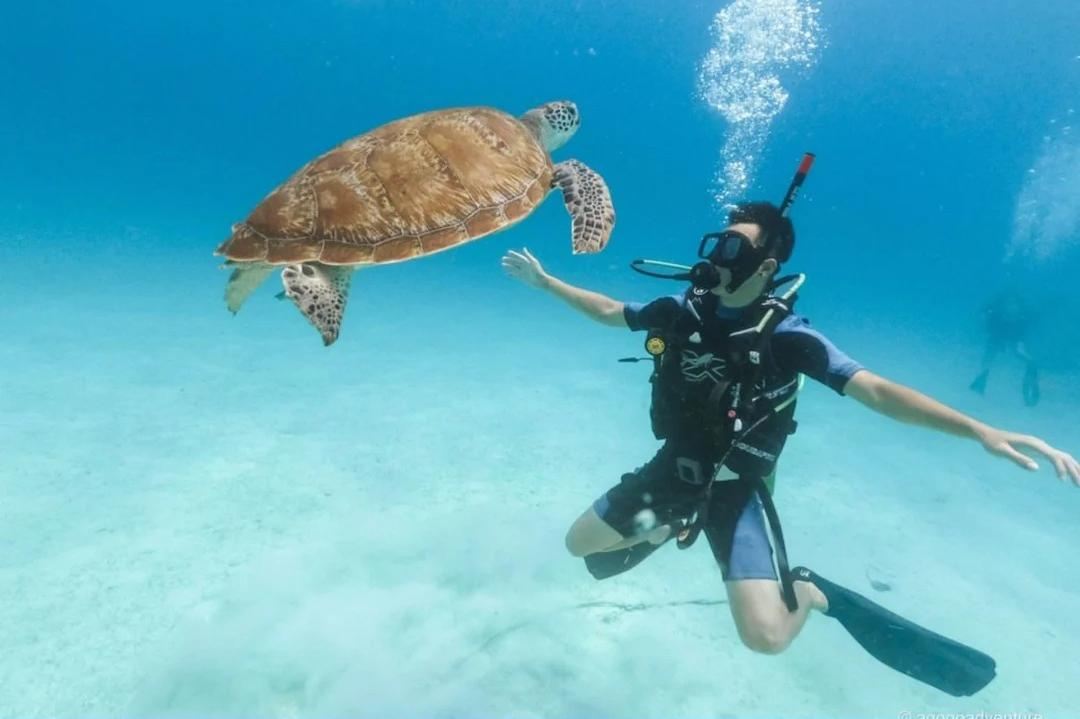 Bohol Island: Dolphin Watching + Balicasag Island Snorkeling + Pamilacan Island Snorkeling 1-day tour