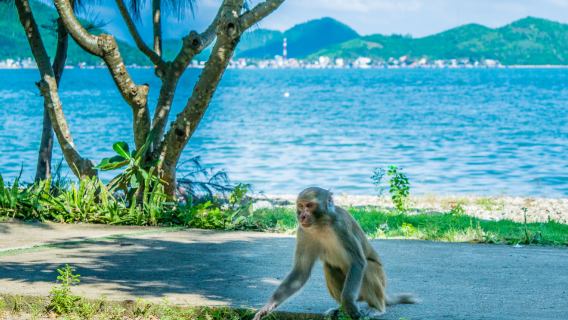 Summer Flowers 1-Day Tour: Binglang Valley + Monkey Island Premium Pure Play 1-Day Tour