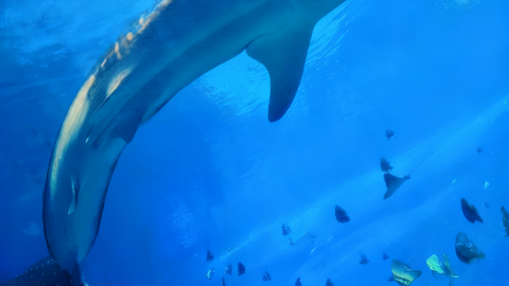 Zhuhai Chimelong Ocean Kingdom/Spaceship Park 2-day 1-night/3-day 2-night package options with Penguin/Spaceship/Hengqin Bay/Circus/Yinghai combo tickets, including Chimelong Show/Kaka Tiger/buffet packages