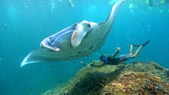 페니다 출발: 뷔페 점심 식사와 카약이 포함된 만타 스노클링