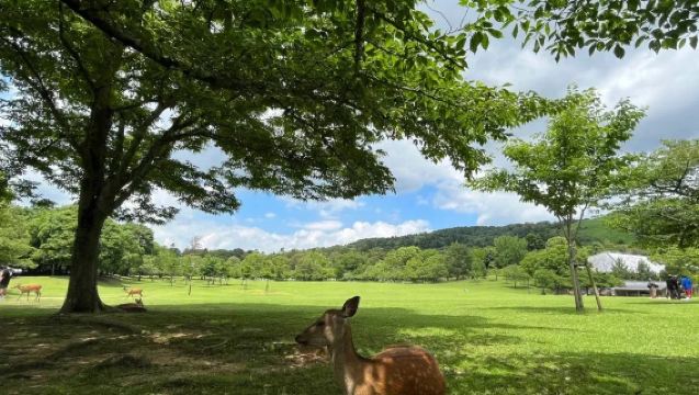 日本京都/大阪/奈良/宇治/神戶/任選關西一日包車-諮詢立減