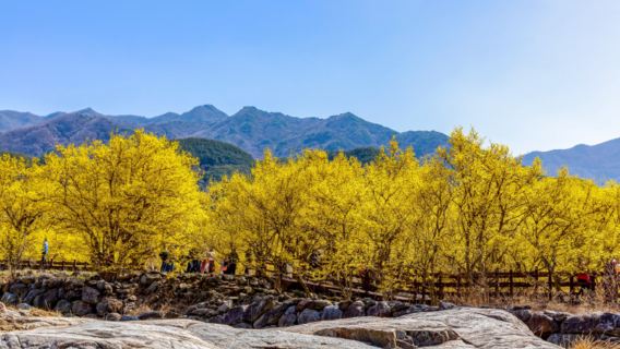 Gwangyang Plum Blossom (Maehwa) + Gurye Sansuyu Festival One day Tour (From Busan, 2026 Spring Limited)