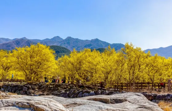 光陽梅花節+求禮山茱萸花慶典一日遊 (釜山出發, 2026年春季限定)