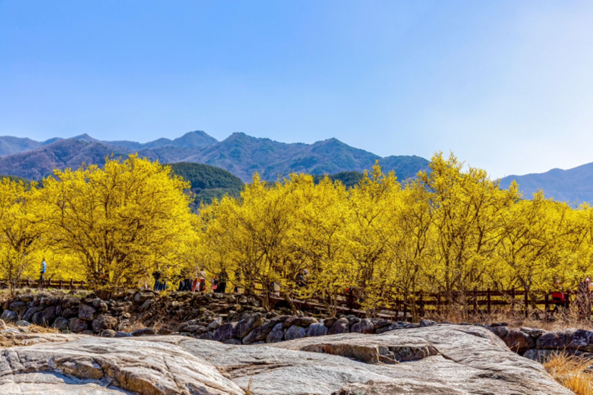 Gwangyang Plum Blossom (Maehwa) + Gurye Sansuyu Festival One day Tour (From Busan, 2026 Spring Limited)