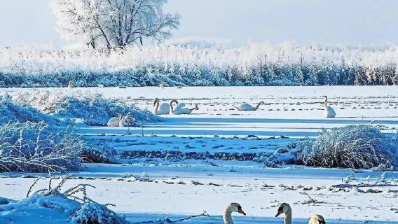 布魯維斯沉船 拍人生照片▎火炬八街+煙墩角天鵝湖【包車遊】